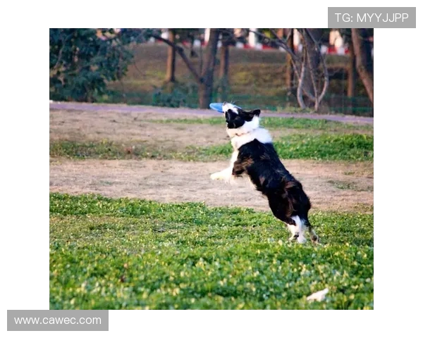 王强独家分享飞盘心得与技巧助你成为飞盘高手的必备指南